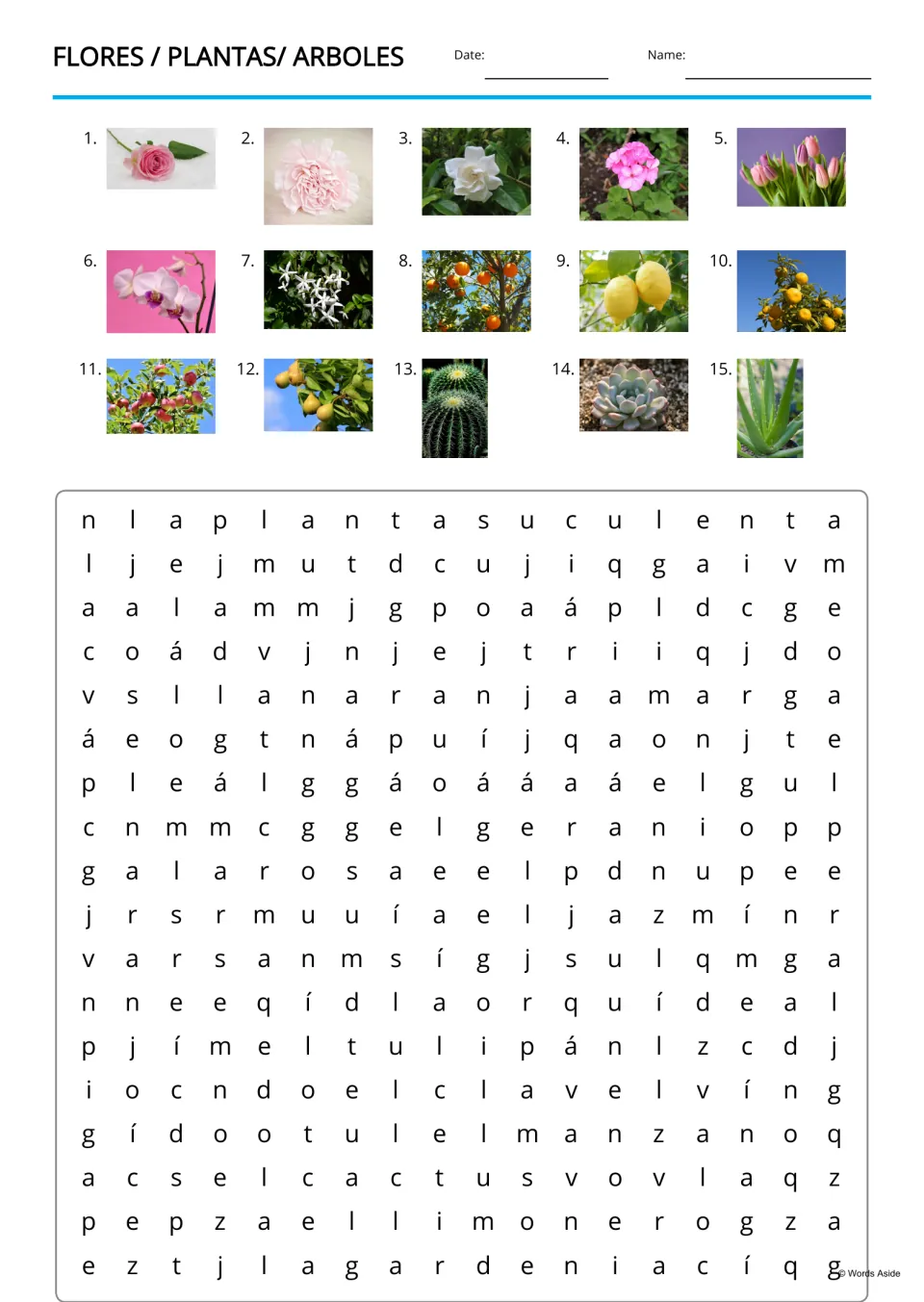 Spanish plant word search with 15 numbered photo clues, including la rosa (rose) and el tulipán (tulip)