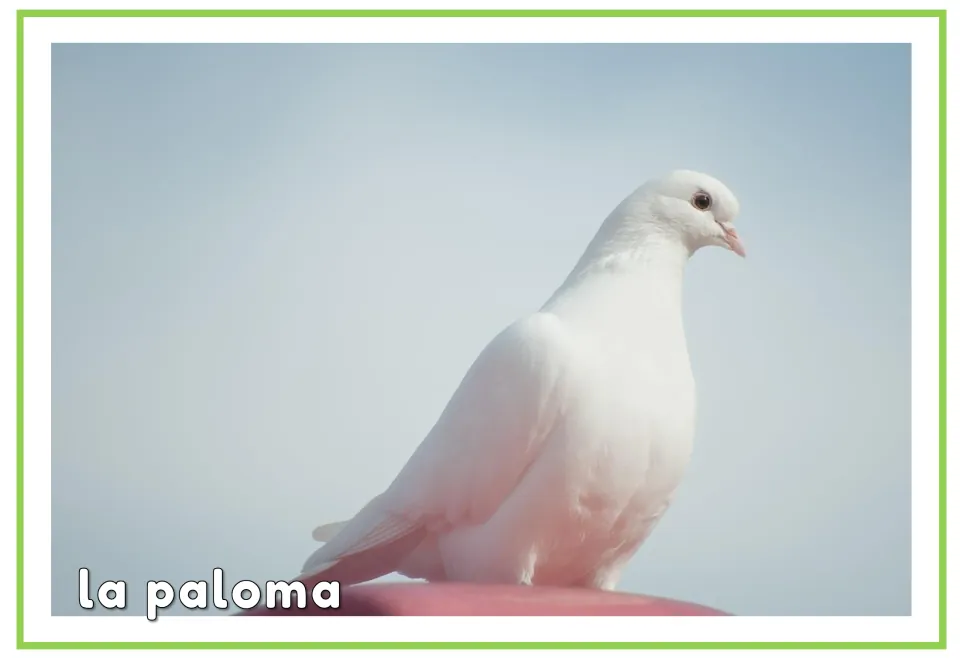 Spanish vocabulary flashcard labeled 'la paloma' (dove), using the same white bird photo as the first card