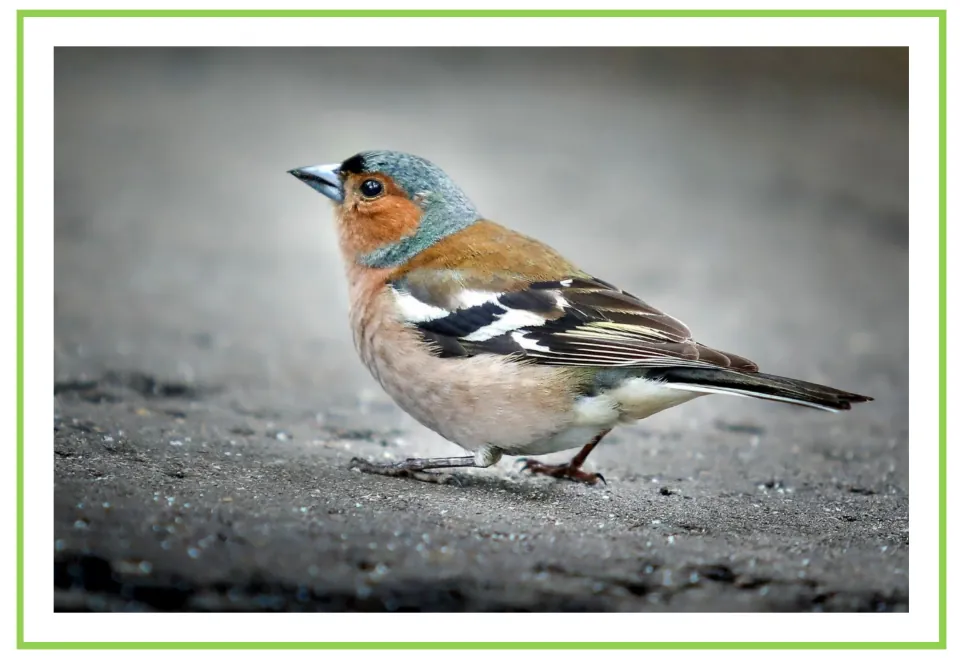 Picture-only Spanish vocabulary flashcard showing a small bird, paired with the labeled 'el gorrión' card