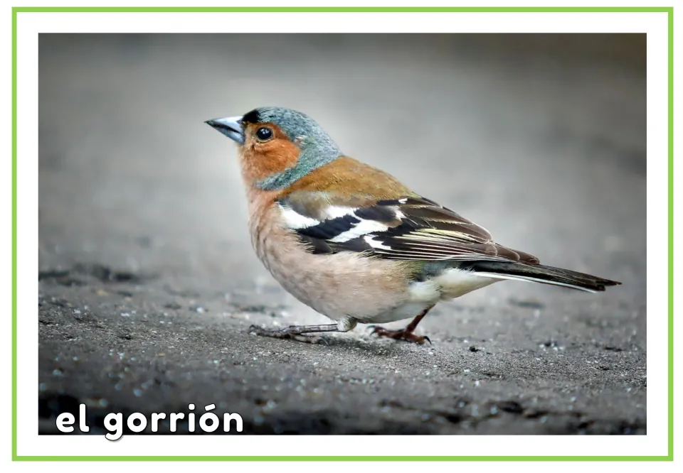 Spanish vocabulary flashcard labeled 'el gorrión' (sparrow), paired with the preceding picture-only bird card