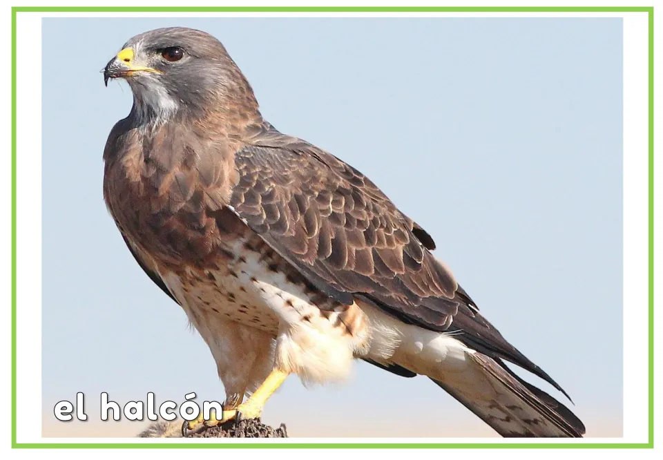 Spanish vocabulary flashcard labeled 'el halcón' (falcon), paired with the preceding picture-only bird card