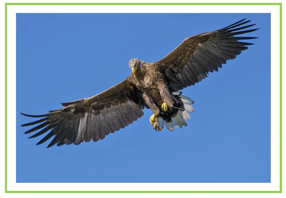 Picture-only Spanish vocabulary flashcard showing an eagle in flight, paired with the labeled eagle card