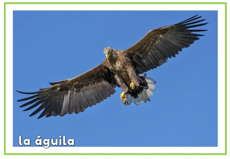 Spanish vocabulary flashcard labeled 'la águila' (eagle), showing the same flying eagle as the picture-only card