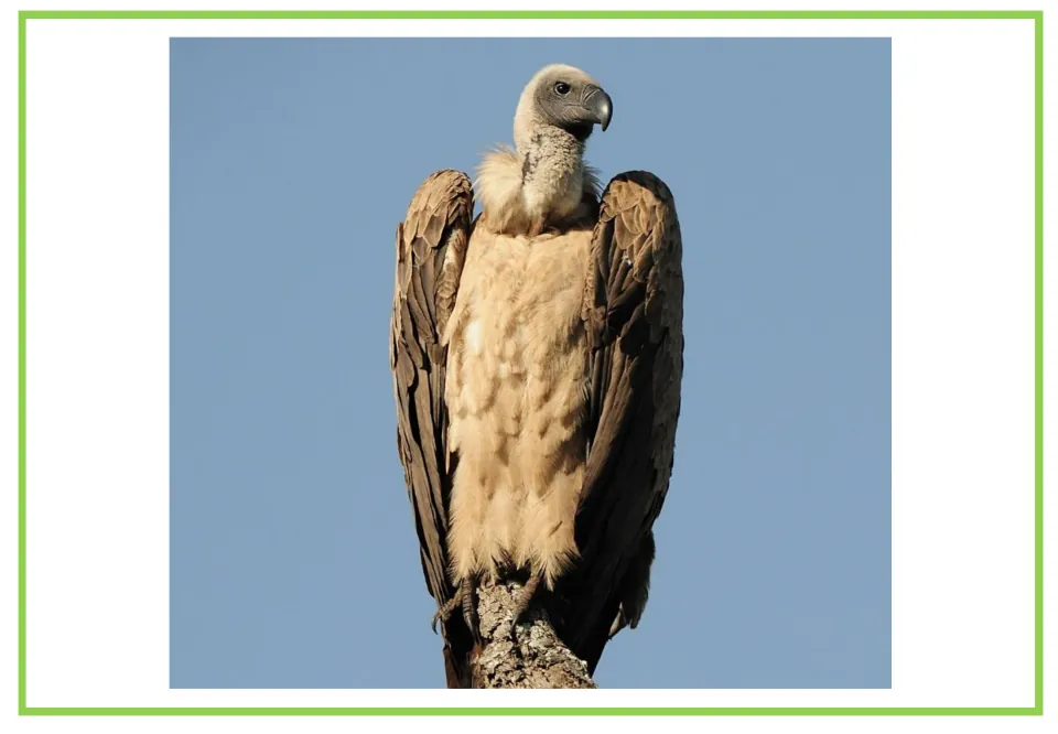Picture-only Spanish vocabulary flashcard showing a perched vulture, paired with the labeled 'el buitre' card