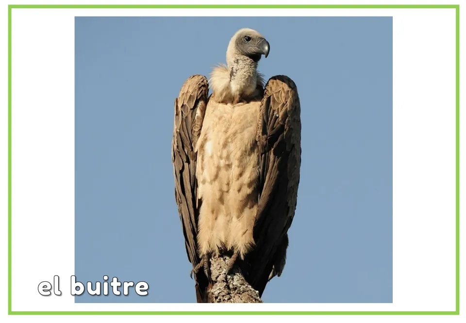 Spanish vocabulary flashcard labeled 'el buitre' (vulture), paired with the preceding picture-only bird card
