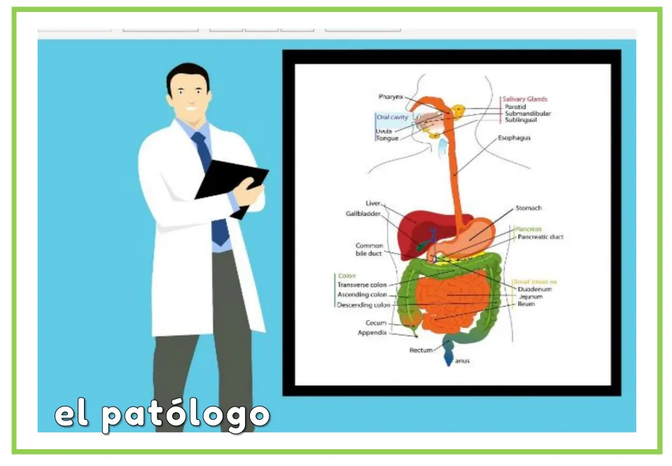 Spanish vocabulary flashcard labeled “el patólogo” (pathologist), with a doctor and digestive system diagram
