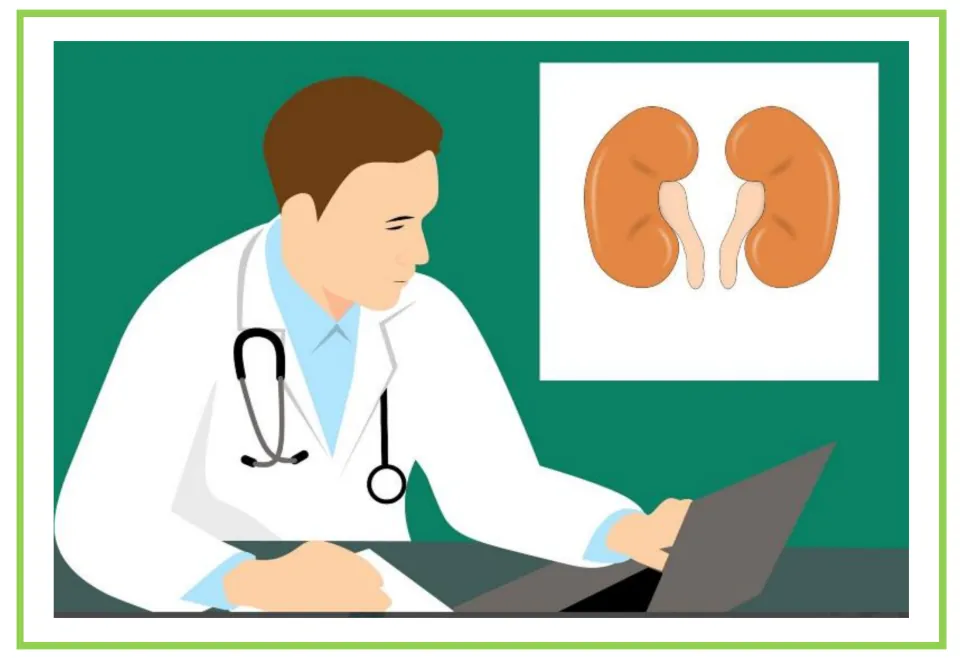 Picture-only Spanish vocabulary flashcard for nephrologist, showing a doctor at a laptop and a kidney diagram
