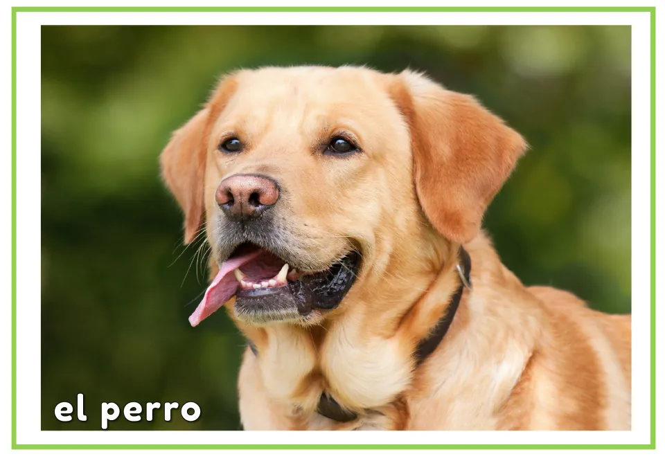 Spanish animal vocabulary flashcard showing a dog labeled 'el perro' (dog), paired with the picture-only card