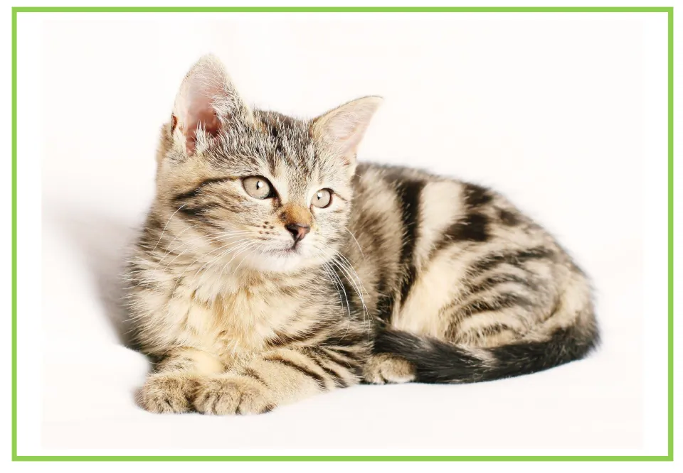 Spanish animal vocabulary flashcard showing a cat without a label, paired with the labeled cat card on page 4