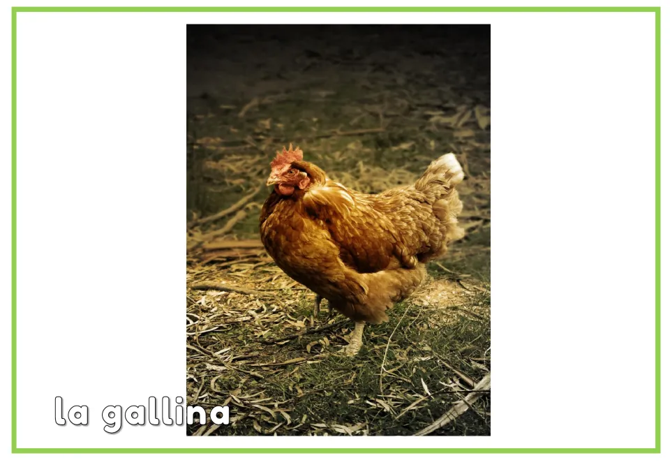 Spanish animal vocabulary flashcard showing a hen labeled 'la gallina' (hen), paired with the picture-only card