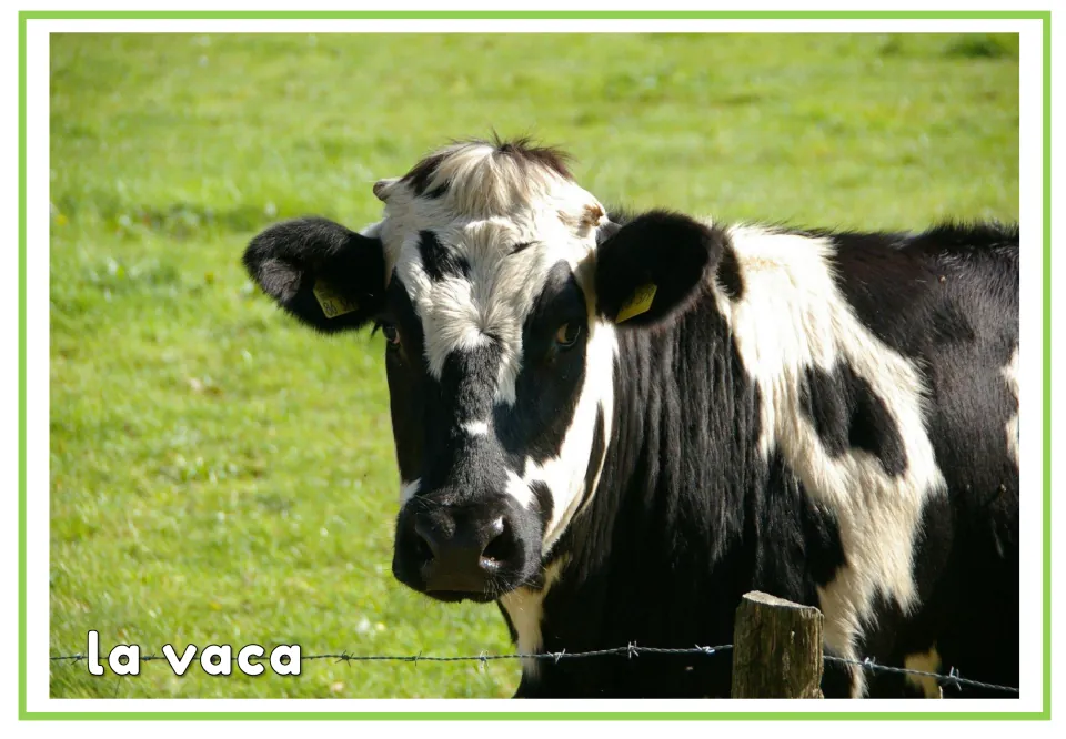 Spanish animal vocabulary flashcard showing a cow labeled 'la vaca' (cow), paired with the picture-only card