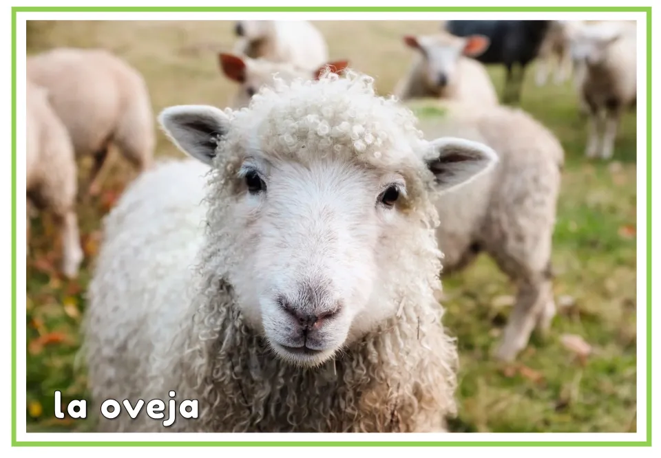 Spanish animal vocabulary flashcard showing a sheep labeled 'la oveja' (sheep), paired with the picture-only card