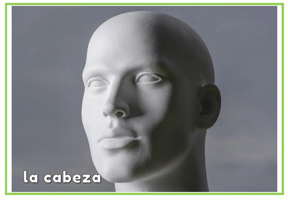 Spanish body parts flashcard labeled "la cabeza" under a photo of a white mannequin head, matching the word to the head