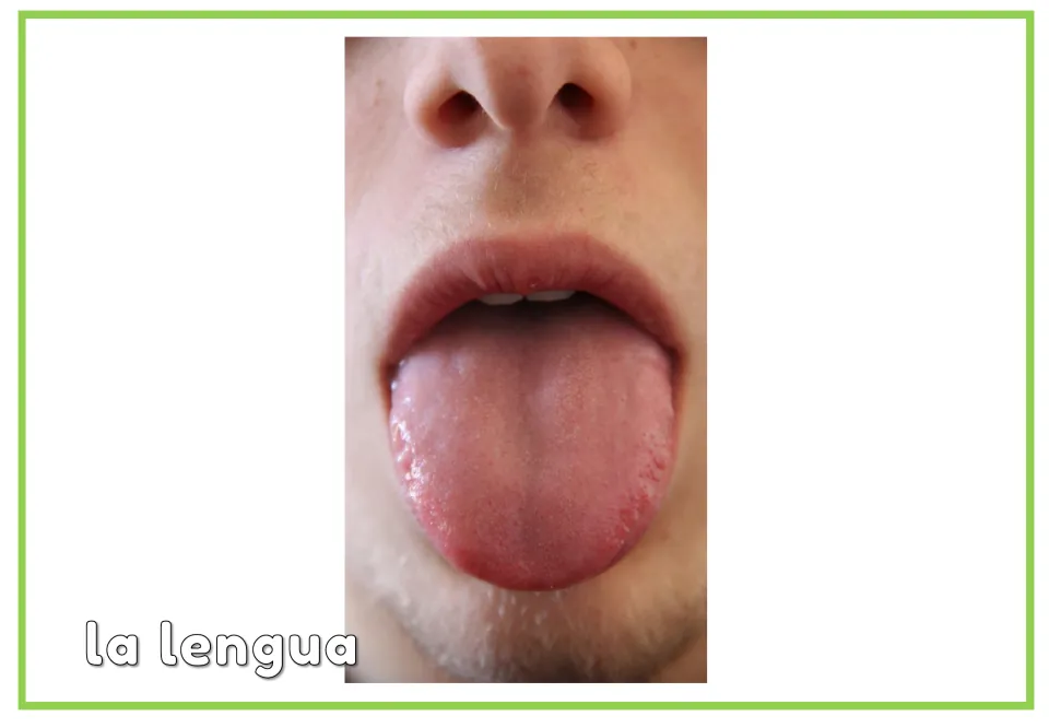 Body part word card labeled "la lengua" with a close-up photo of a tongue sticking out, linking word to picture