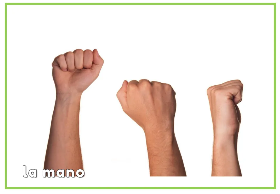 Spanish flashcard labeled "la mano" beneath a photo of three raised arms with closed fists, pairing the word with hands