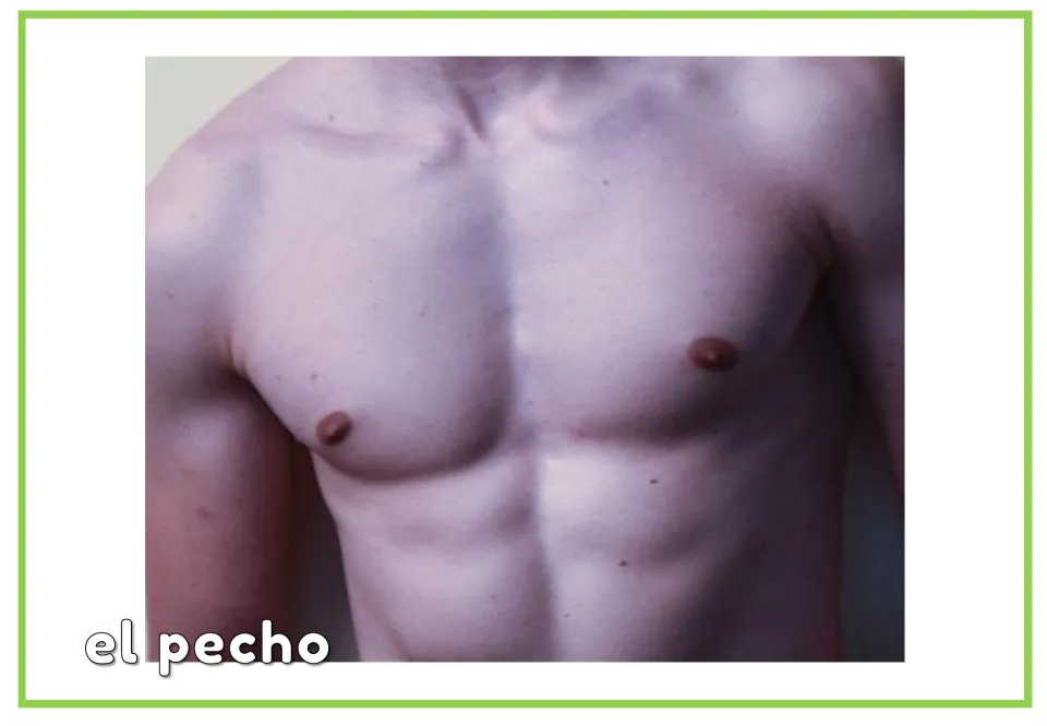 Body parts vocabulary card labeled "el pecho" under a photo of a bare chest, connecting the Spanish word with the image