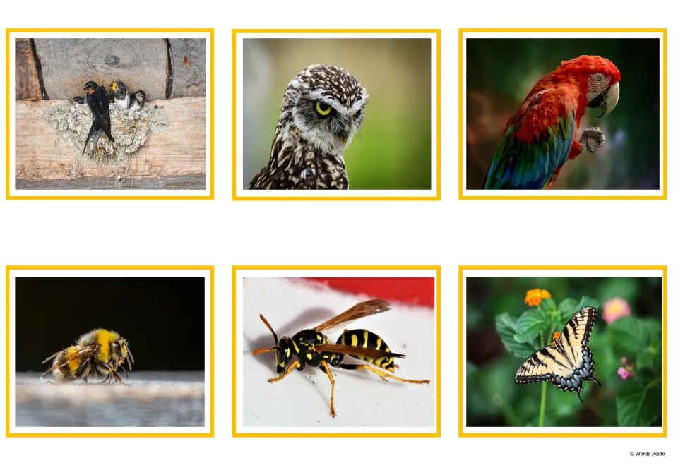 Spanish animal vocabulary photo cards 7–12 show swallows, an owl, a parrot, a bee, a wasp, and a butterfly