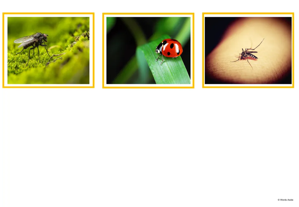 Spanish animal vocabulary photo cards 13–15 show a fly, a ladybug, and a mosquito to complete the set