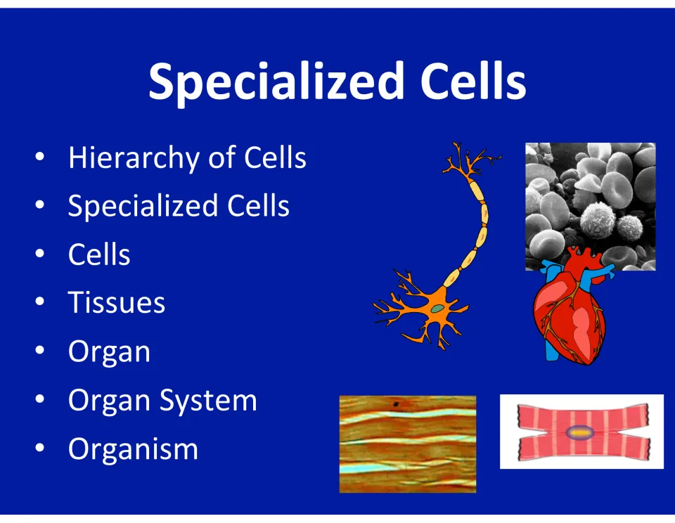 Specialized Cells cover listing hierarchy of cells, tissues, organ, organ system and organism, with neuron and heart art