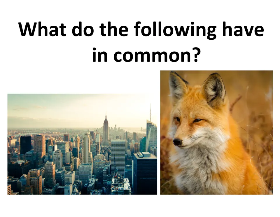 What do the following have in common? Students compare a photo of a city skyline with a photo of a red fox