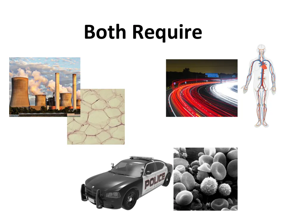Both Require: power plant, highway and police car photos paired with plant cells, a circulatory system and blood cells