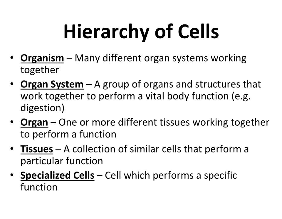 Hierarchy of Cells definitions: organism, organ system, organ, tissues and specialized cells; students copy each term
