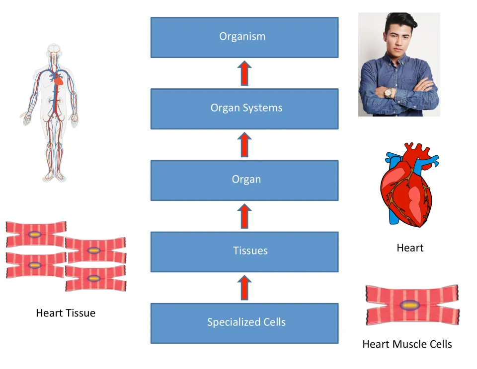 Levels of organization chart from specialized cells to organism, using heart muscle cells, heart tissue and heart
