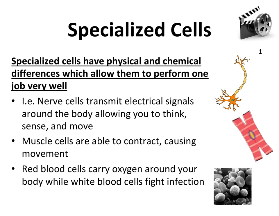 Specialized cells: nerve cells send signals, muscle cells contract, red cells carry oxygen, white cells fight infection