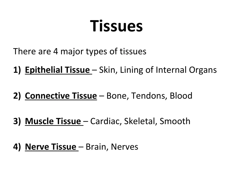 Tissues: four major types with examples: epithelial, connective, muscle (cardiac, skeletal, smooth) and nerve tissue