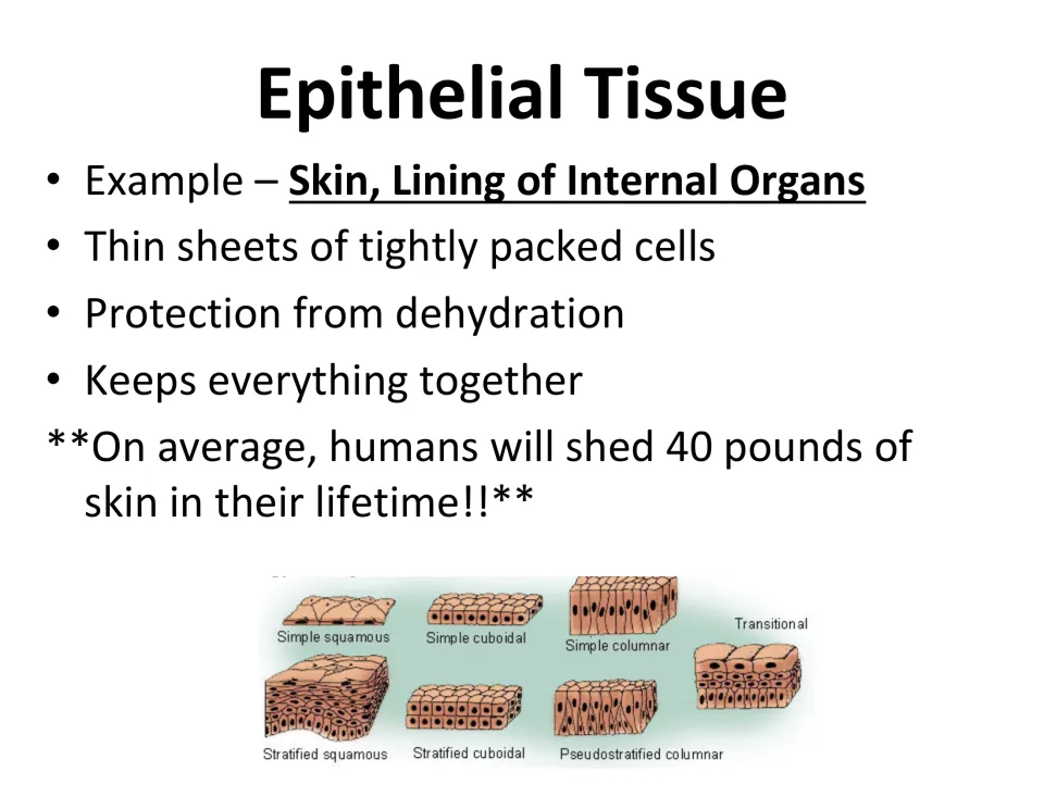 Epithelial Tissue: skin and organ linings, thin sheets of packed cells, prevents dehydration, plus cell type diagram