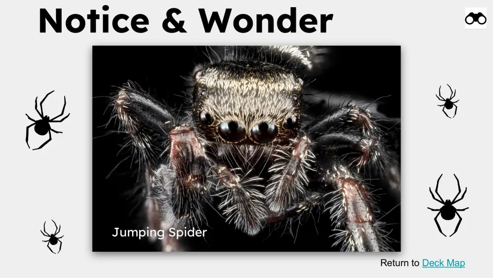 Notice & Wonder observation slide features a close-up spider photograph labeled Jumping Spider for the lesson
