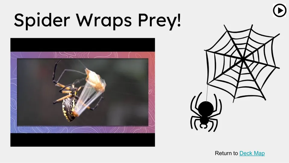 Spider Wraps Prey! video slide introduces prey wrapping through a still showing a spider surrounding prey in silk