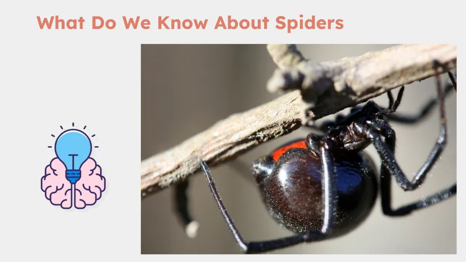 What Do We Know About Spiders lesson slide pairs the prior-knowledge heading with a close-up spider photograph