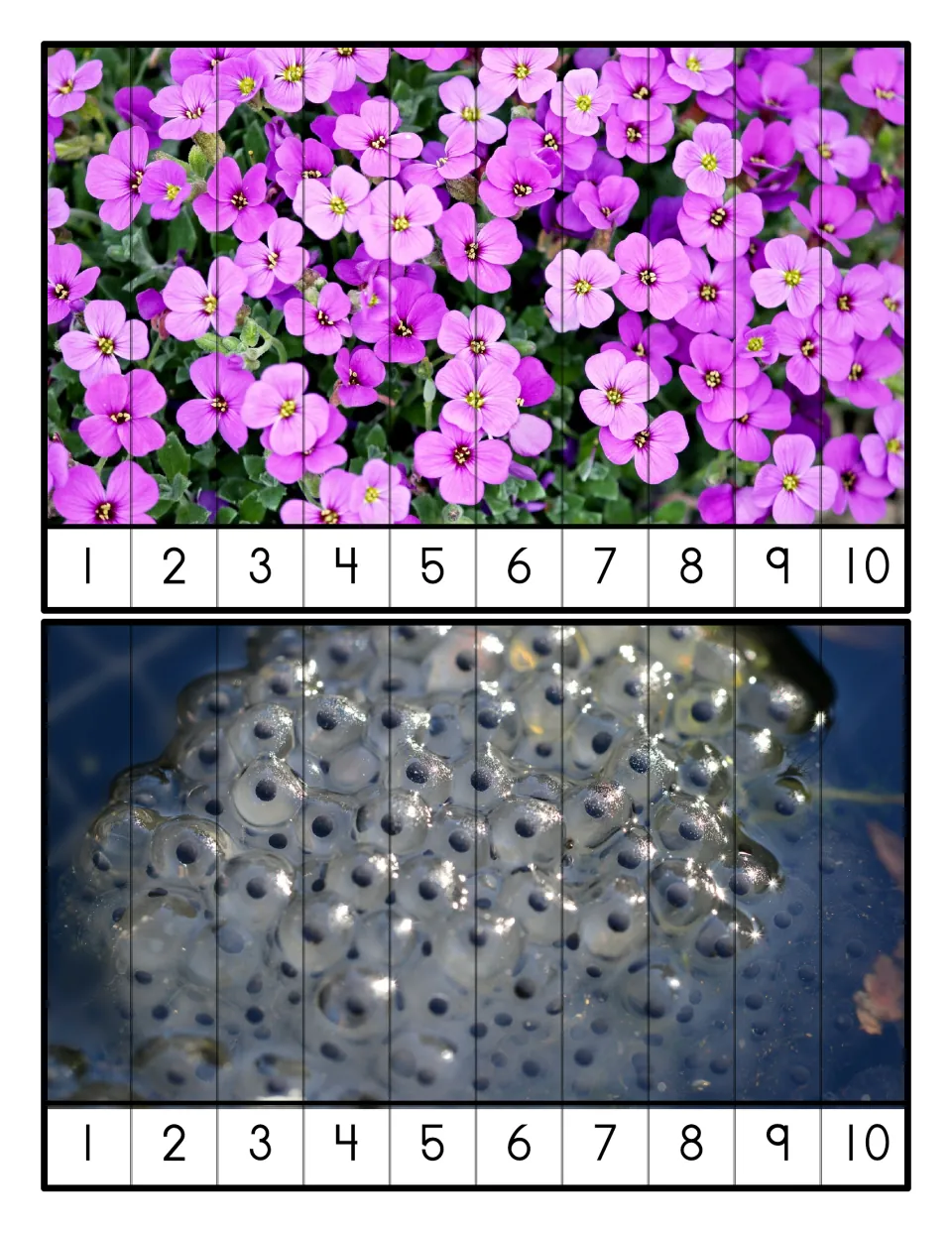 Counting 1 to 10 puzzles: students order 10 strips numbered 1-10 to rebuild photos of pink flowers and frog eggs