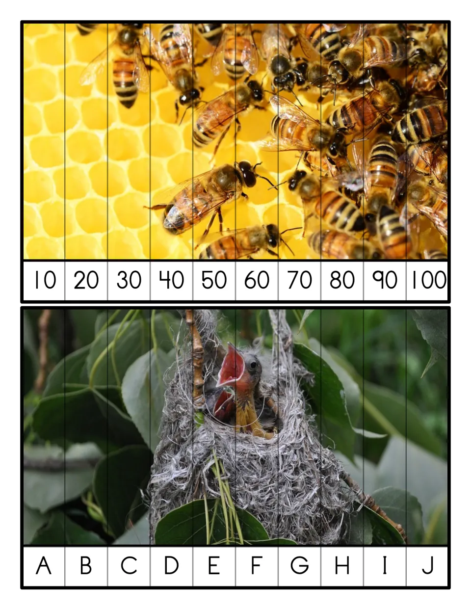 Counting by 10s to 100 and letters A-J: students sequence strips to rebuild photos of honeybees and baby birds in a nest