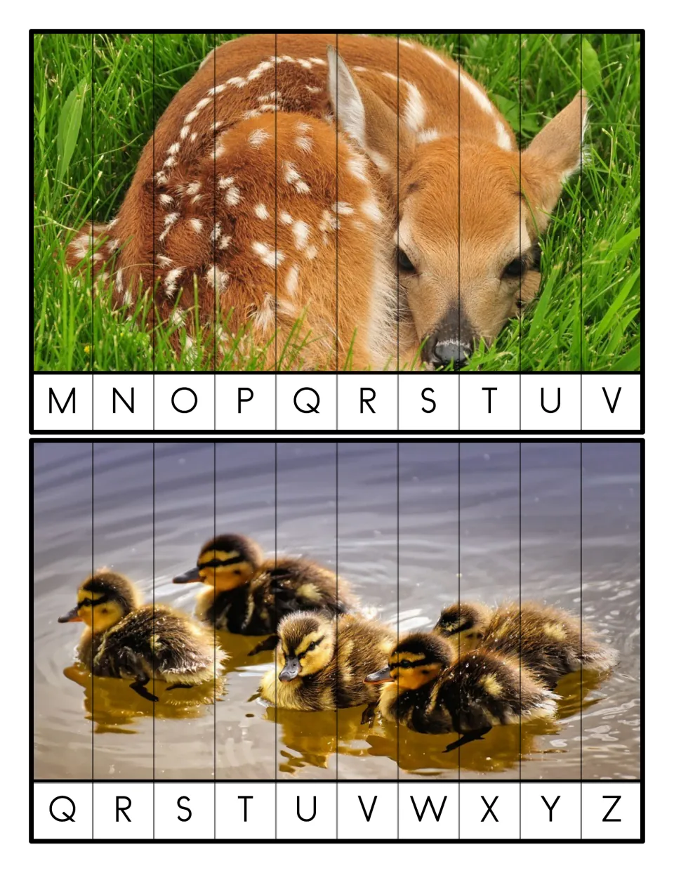 Uppercase letter order M-V and Q-Z: students sequence 10 strips each to rebuild photos of a spotted fawn and ducklings