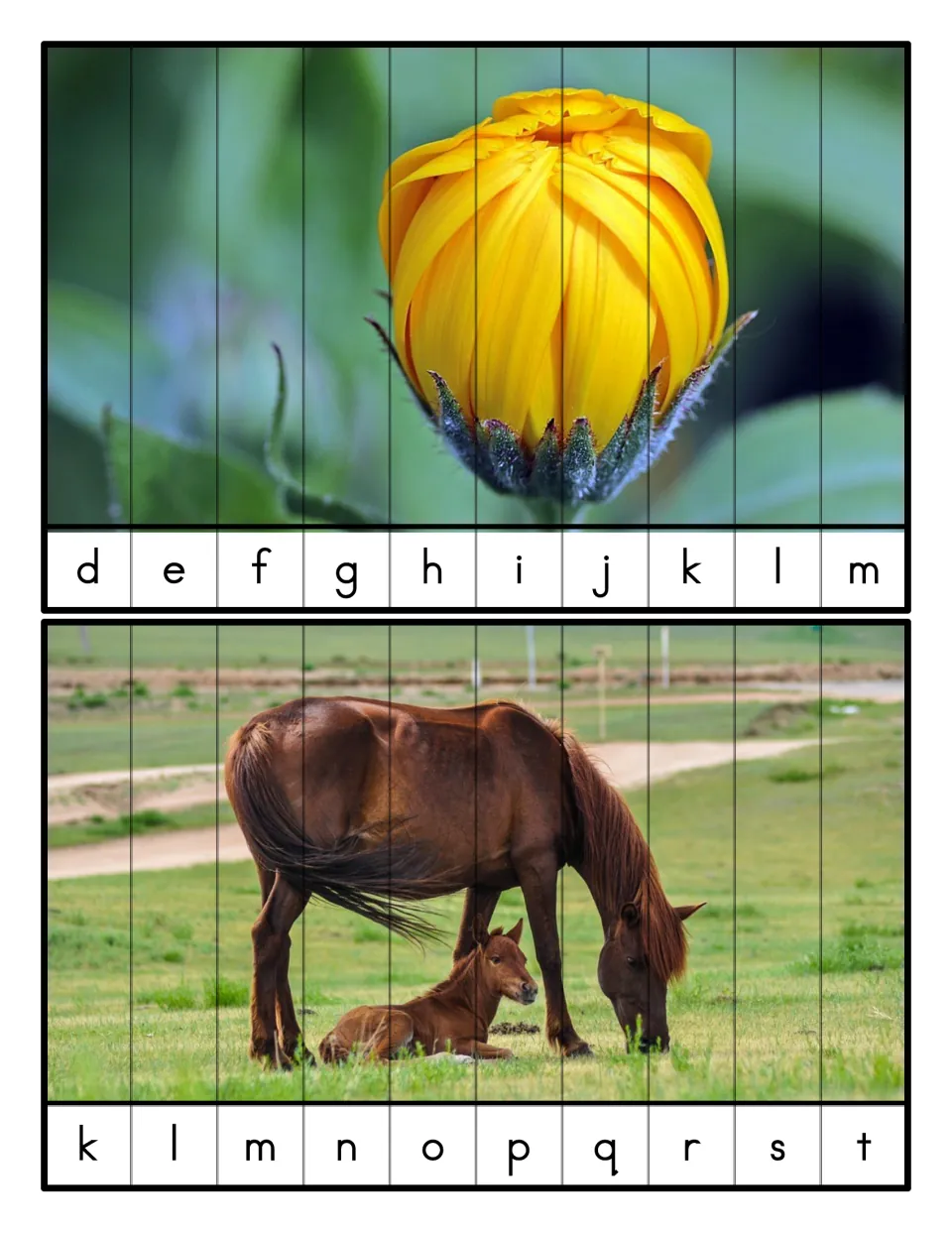 Lowercase letter order d-m and k-t: students sequence 10 strips each to rebuild a yellow flower bud and a horse with foal