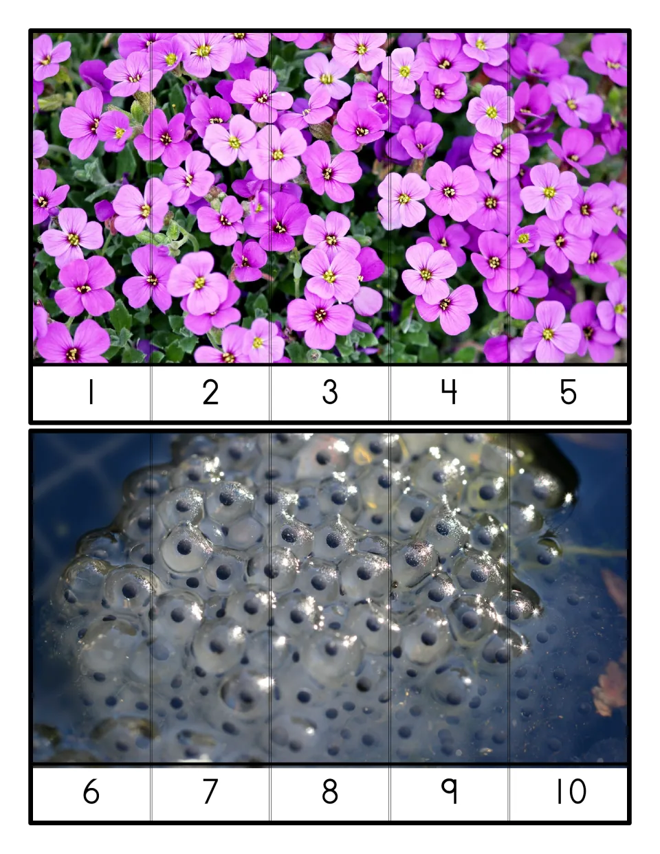Five-piece counting puzzles 1-5 and 6-10: students put strips in number order to rebuild pink flower and frog egg photos