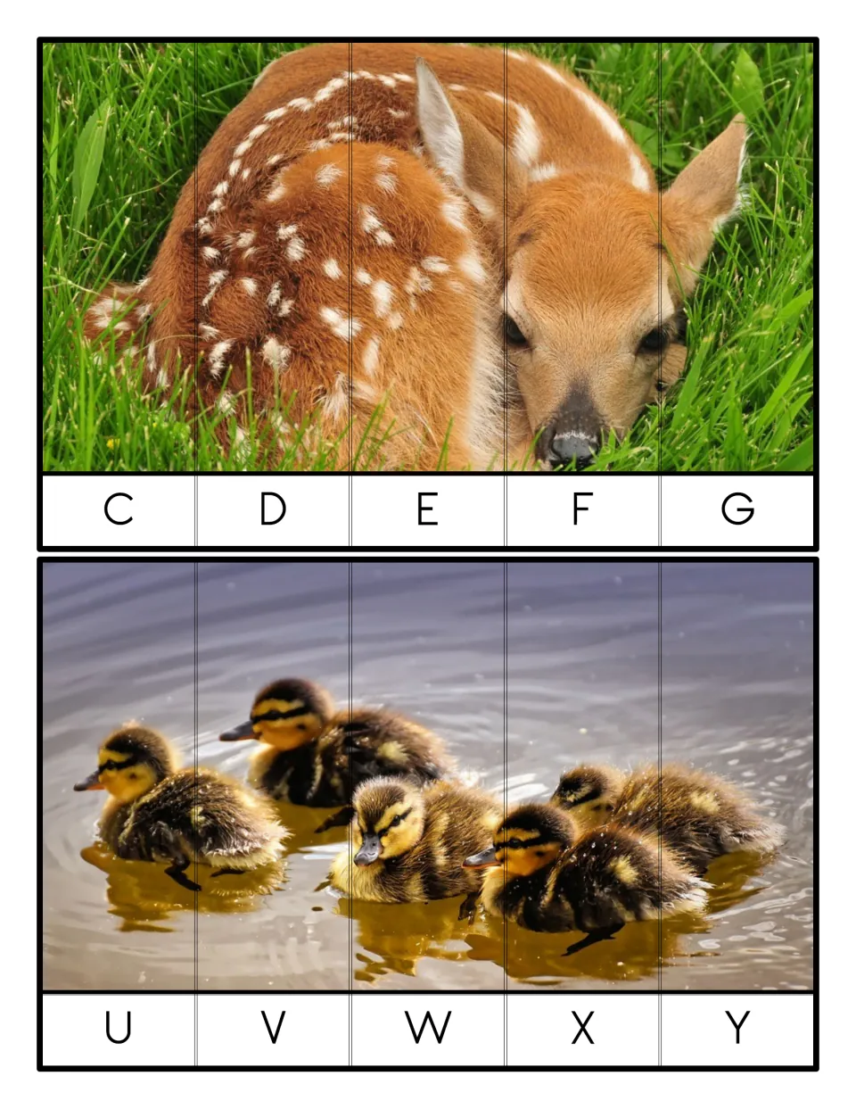 Five-piece uppercase letter puzzles C-G and U-Y: students order strips to rebuild the spotted fawn and duckling photos
