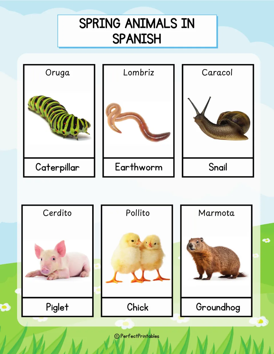 Spanish vocabulary cards for oruga, lombriz, caracol, cerdito, pollito and marmota, pairing each animal photo with English