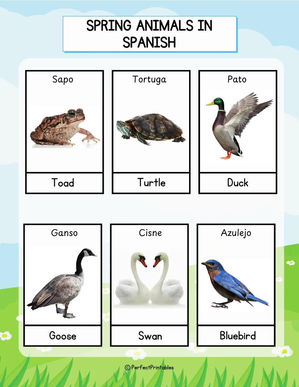 Spanish pond and bird animal cards: sapo, tortuga, pato, ganso, cisne and azulejo, photos labeled in Spanish and English