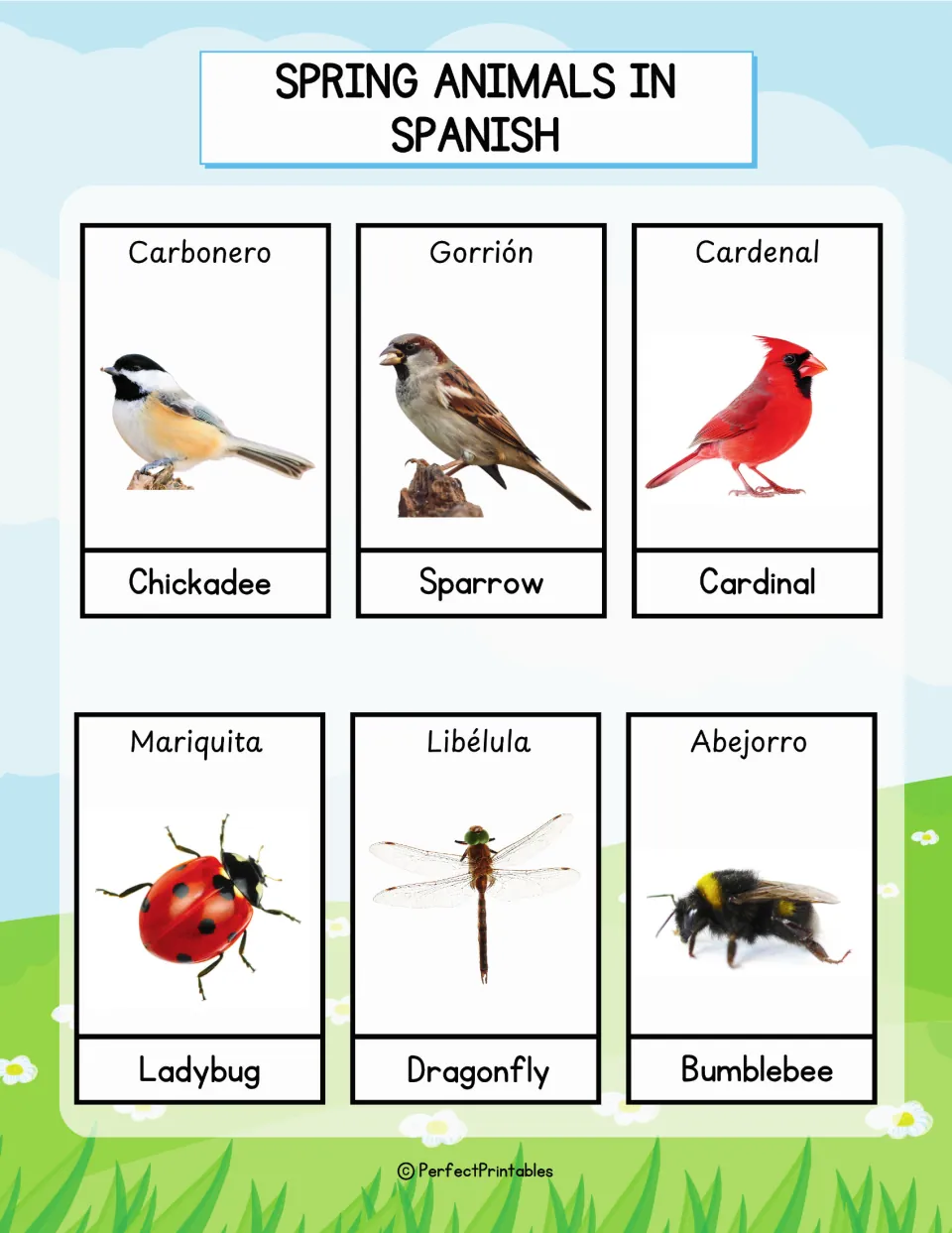 Spanish bird and insect cards: carbonero, gorrión, cardenal, mariquita, libélula and abejorro with photos and English names