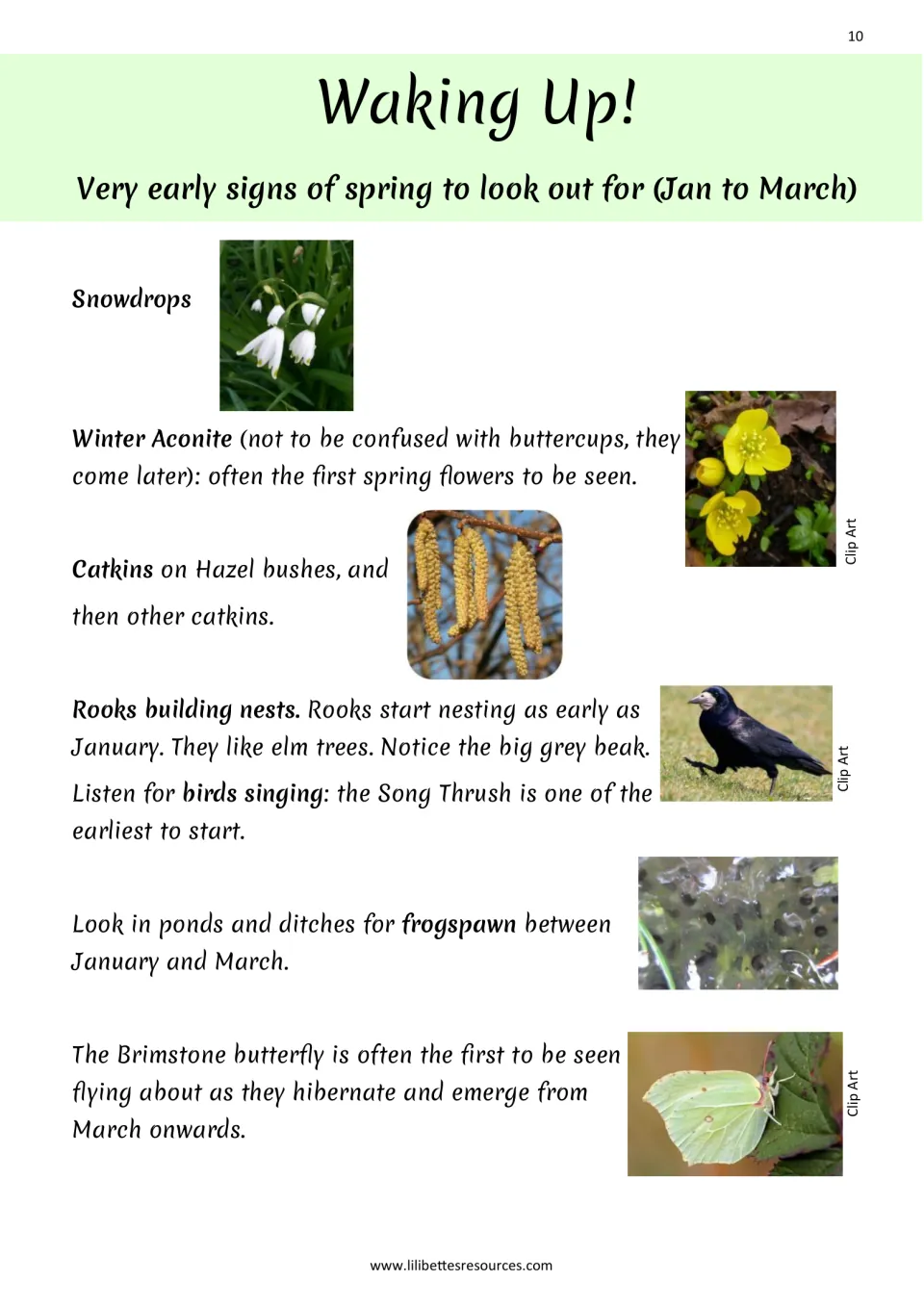 Early signs of spring, Jan to March: snowdrops, winter aconite, hazel catkins, rooks, frogspawn and Brimstone butterfly