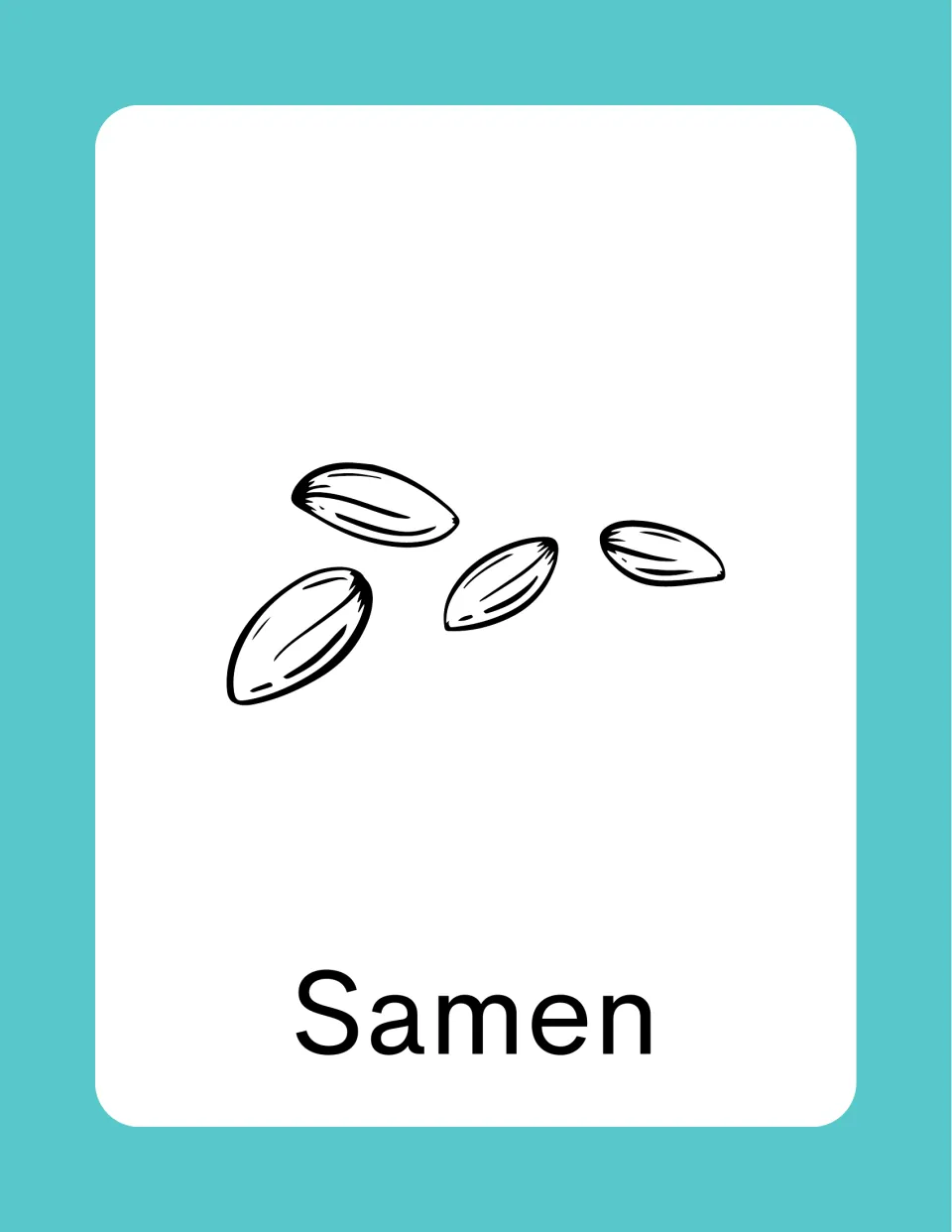 German spring vocabulary card labeled 'Samen' (seeds), illustrated with four seeds drawn in black and white