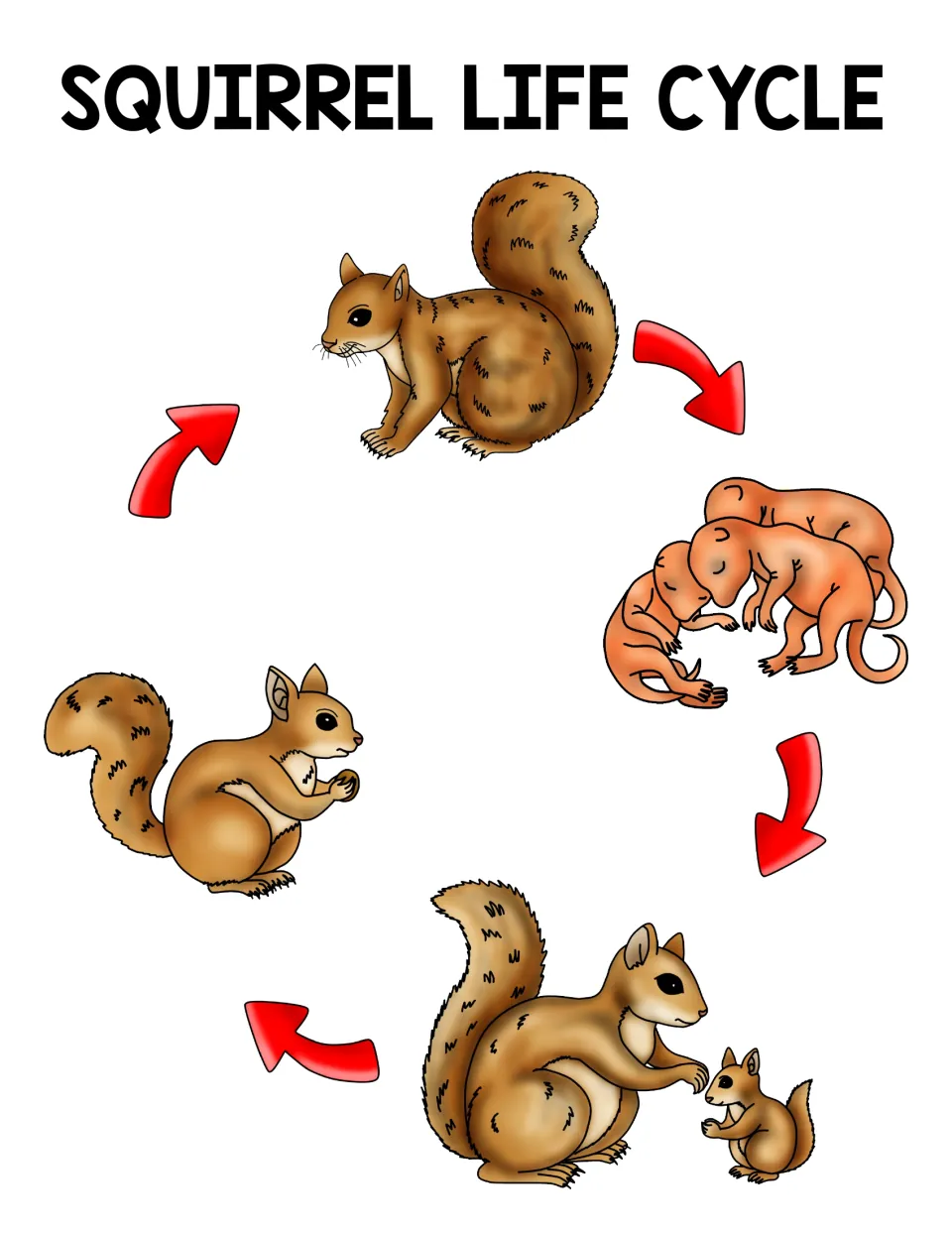 Squirrel life cycle poster: red arrows lead from adult squirrel to kits, mother and baby, juvenile and back to adult