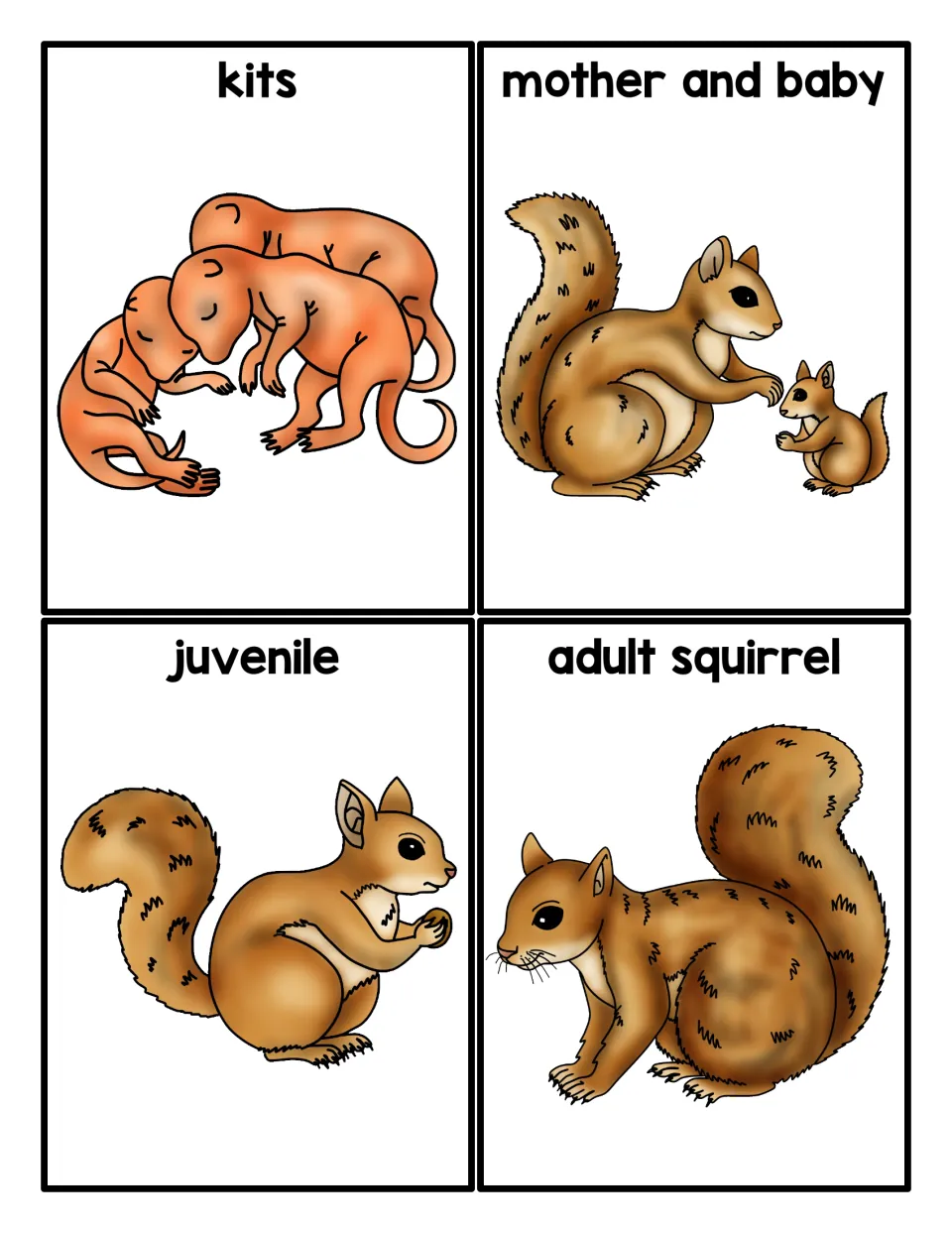 Squirrel life stage cards labeled kits, mother and baby, juvenile and adult squirrel, for students to put in order