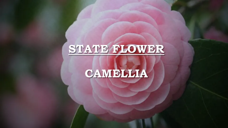 State flower introduction slide identifying the camellia with a close-up photograph of a pink blossom