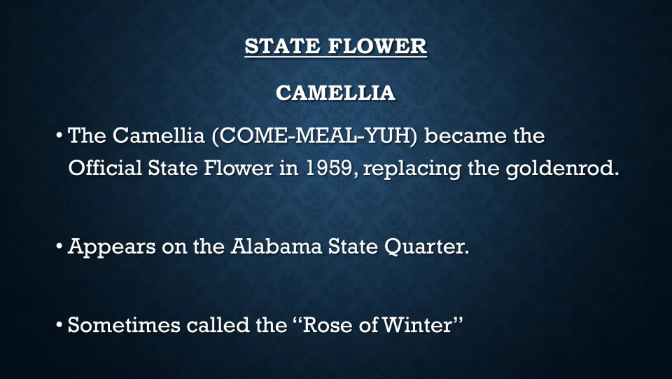 Camellia fact slide covering its 1959 state flower designation, Alabama quarter, and 'Rose of Winter' name