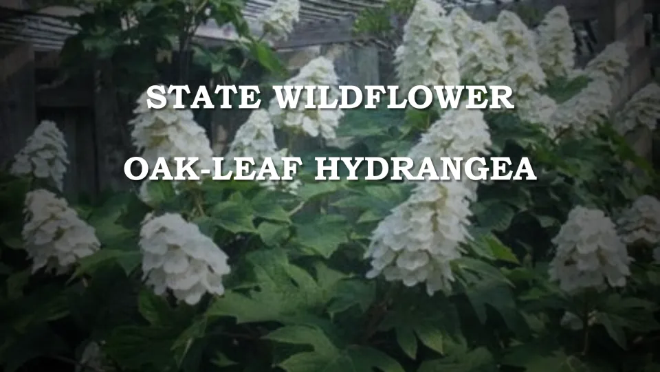 State wildflower introduction slide identifying oak-leaf hydrangea with a photograph of white flower clusters