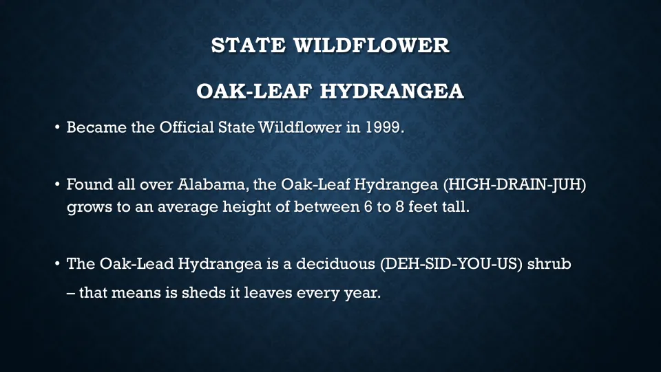 Oak-leaf hydrangea fact slide covering its 1999 designation, height of 6 to 8 feet, and yearly leaf shedding